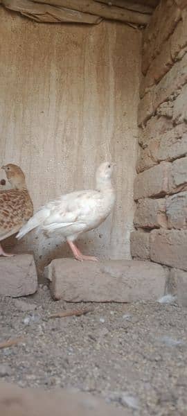 white tetar pair for sale and Brown pair 4