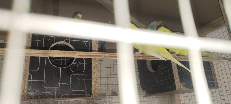 11 Australian parrots 2