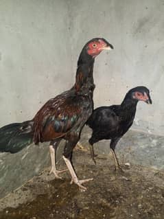 Exchange possible with golden misri hens