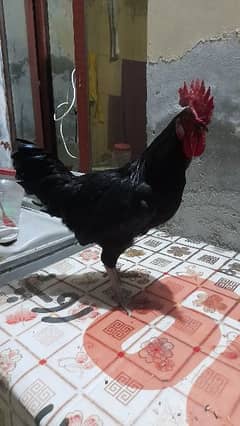 Roosters for sale 0