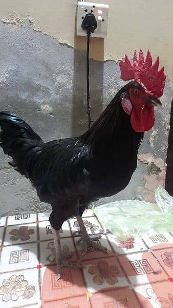 Roosters for sale 1