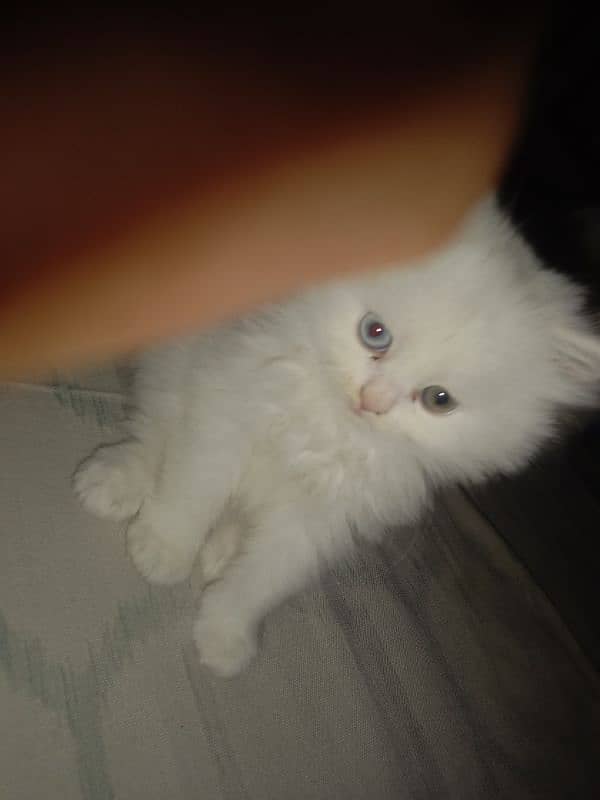 punch face age 55 days double eye color  male cat baby for sale 1