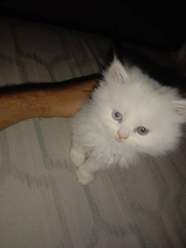 punch face age 55 days double eye color  male cat baby for sale 2