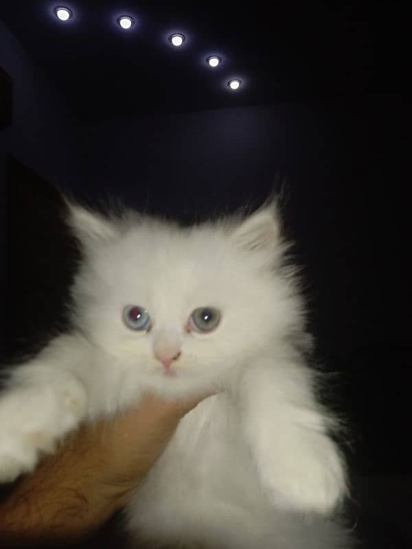 punch face age 55 days double eye color  male cat baby for sale 3