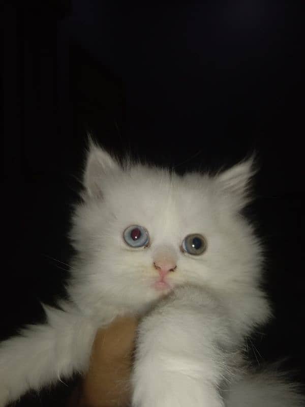 punch face age 55 days double eye color  male cat baby for sale 4