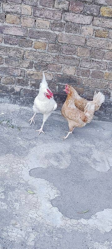 3 hens and cage available for sale 2