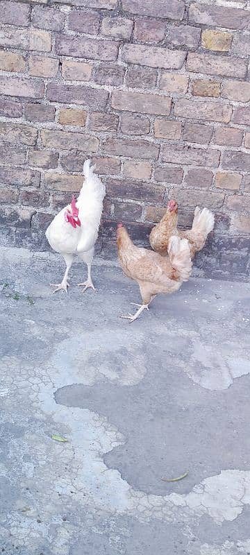 3 hens and cage available for sale 3