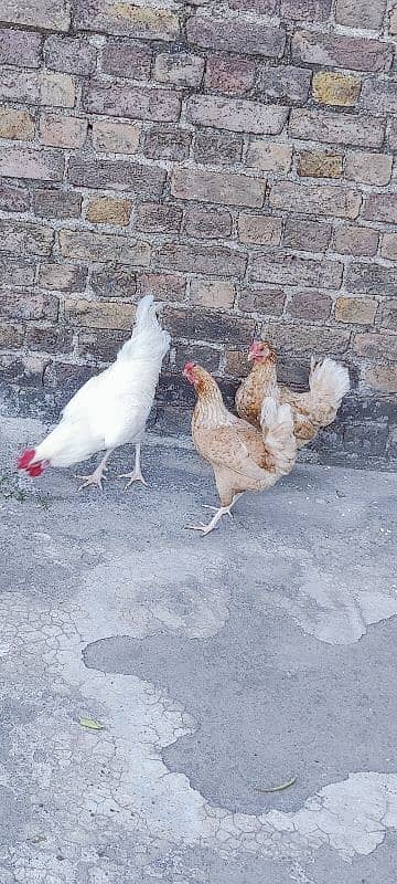 3 hens and cage available for sale 4