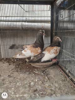 Pigeon khal for sale 0