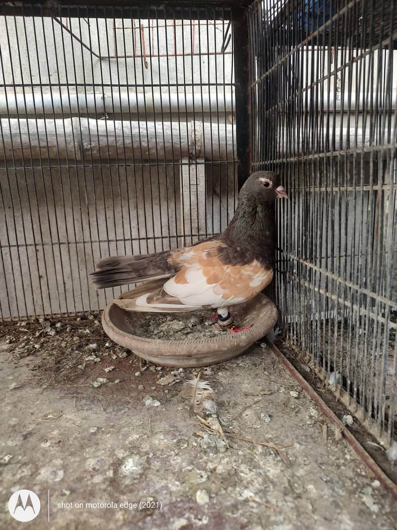 Pigeon khal for sale 1