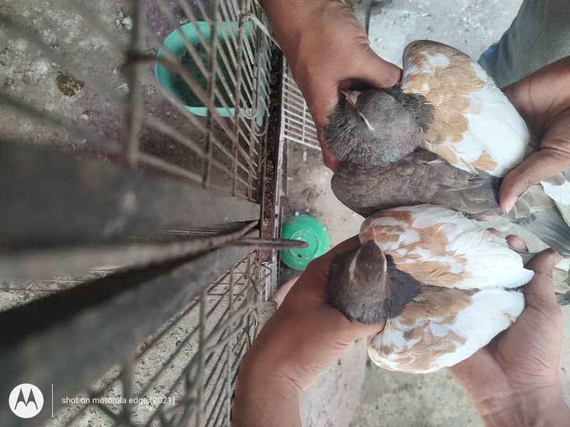 Pigeon khal for sale 2