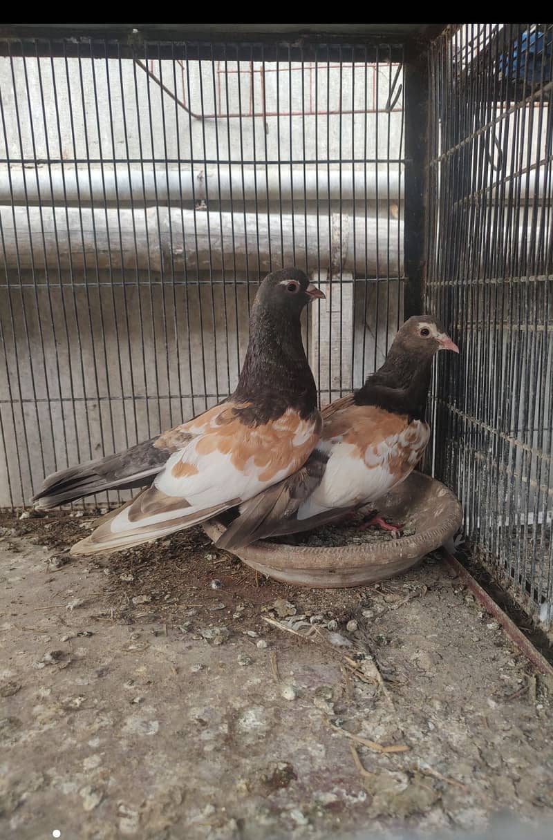 Pigeon khal for sale 3