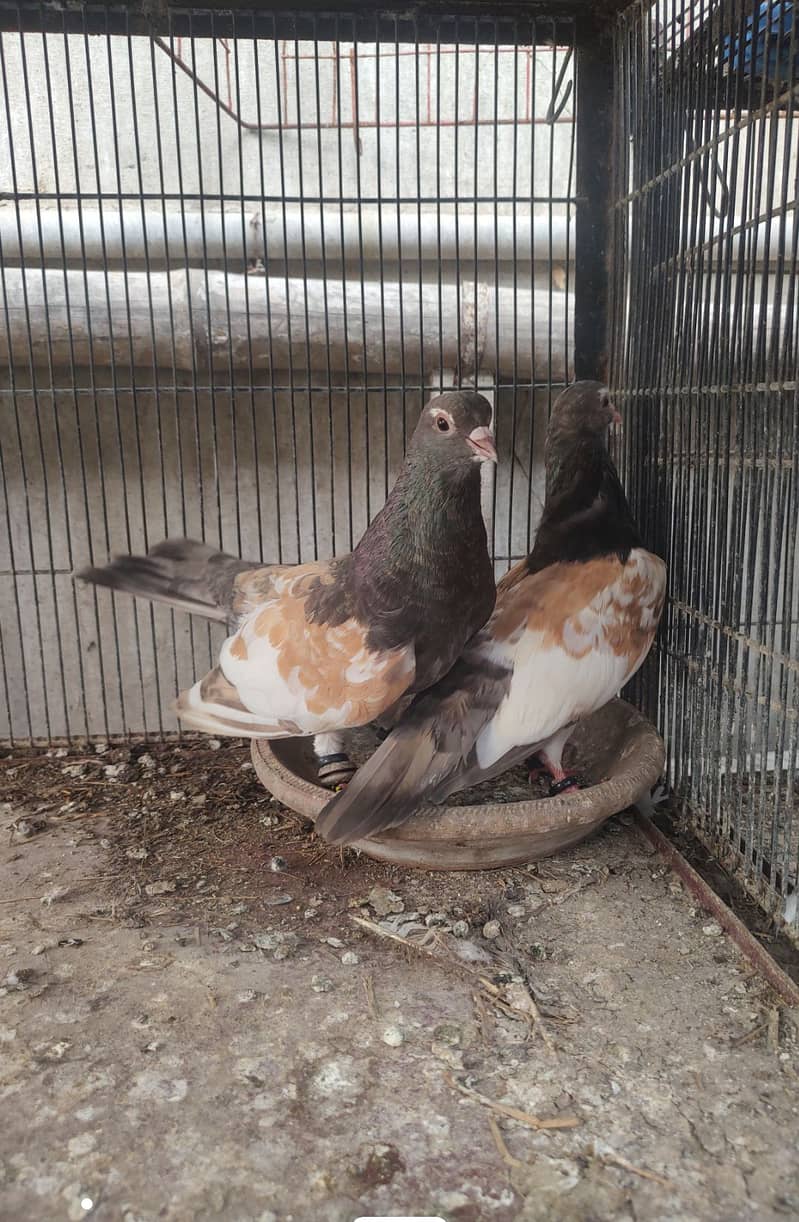 Pigeon khal for sale 4