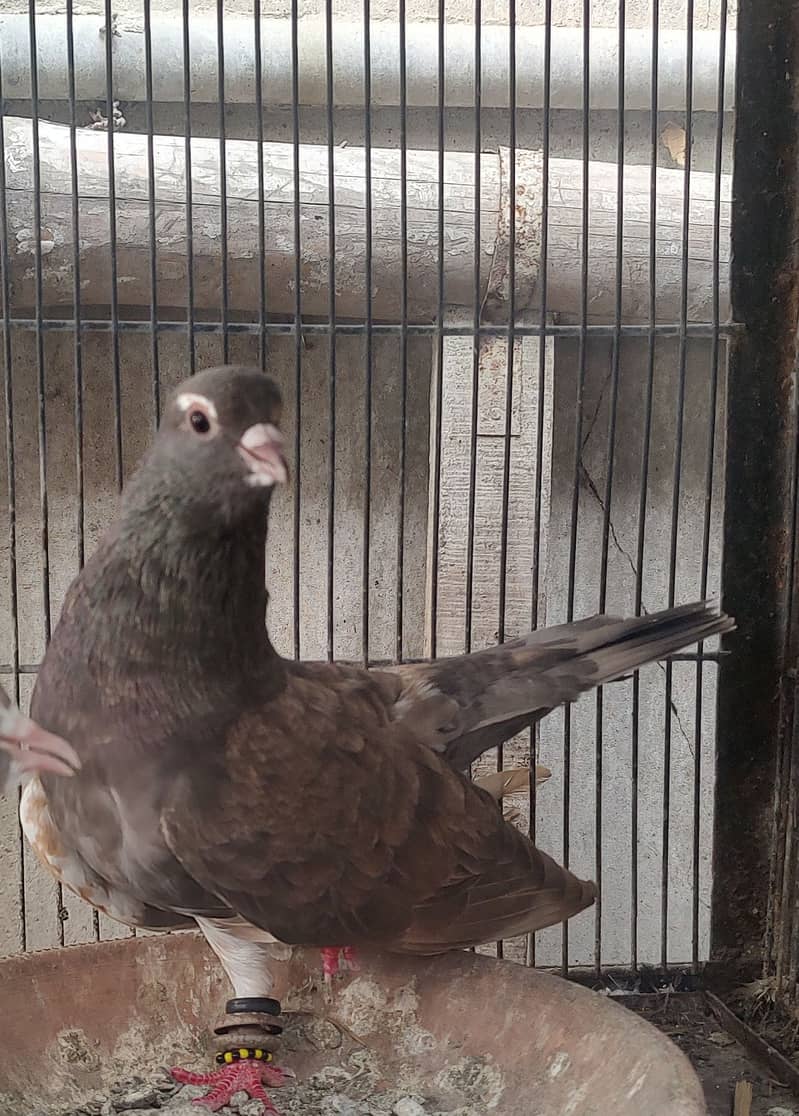 Pigeon khal for sale 5