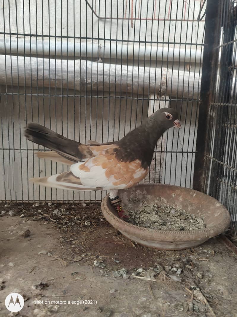 Pigeon khal for sale 6