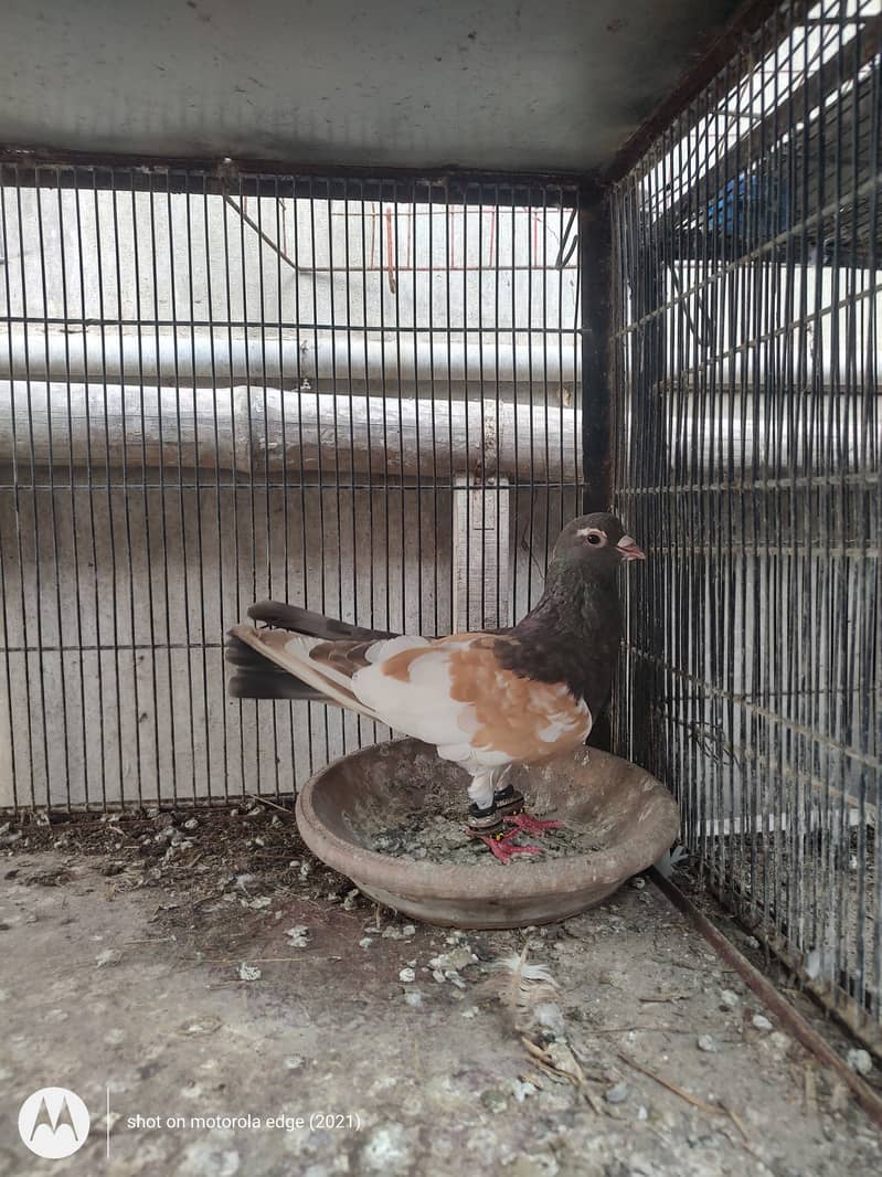 Pigeon khal for sale 7