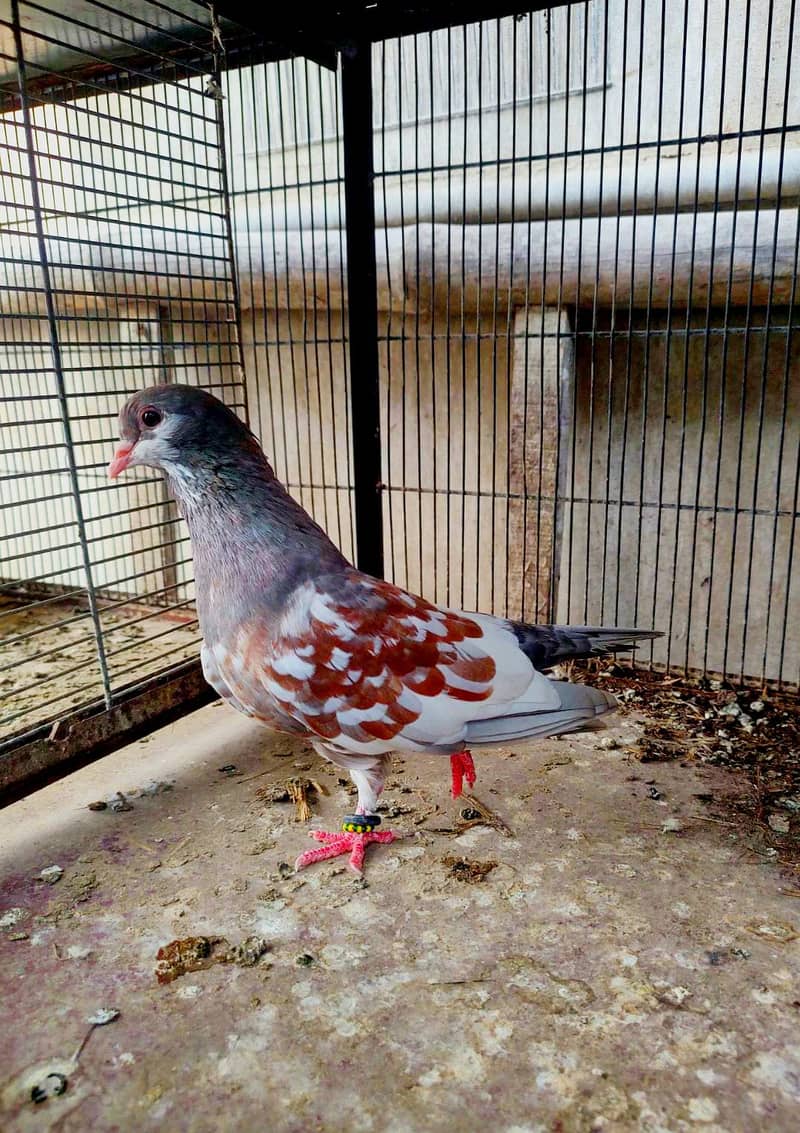 Pigeon khal for sale 8