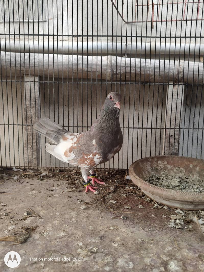 Pigeon khal for sale 9