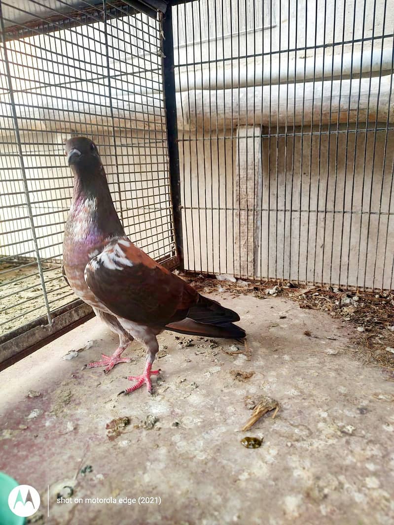 Pigeon khal for sale 10