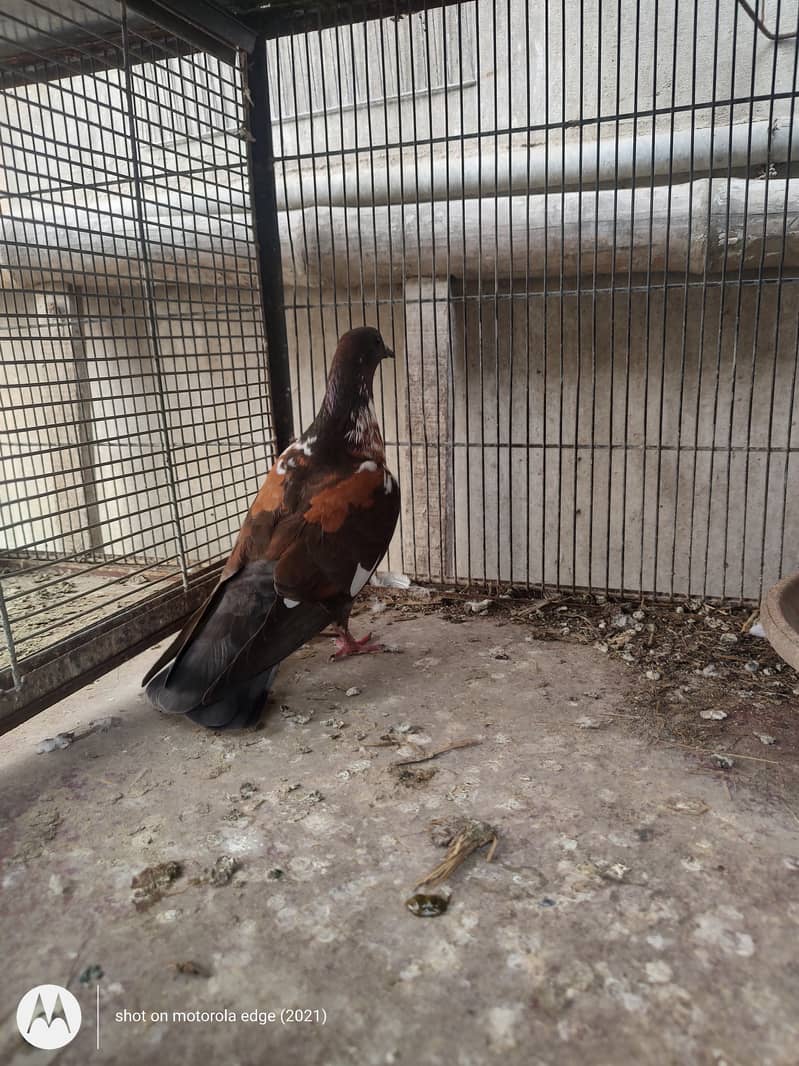 Pigeon khal for sale 11