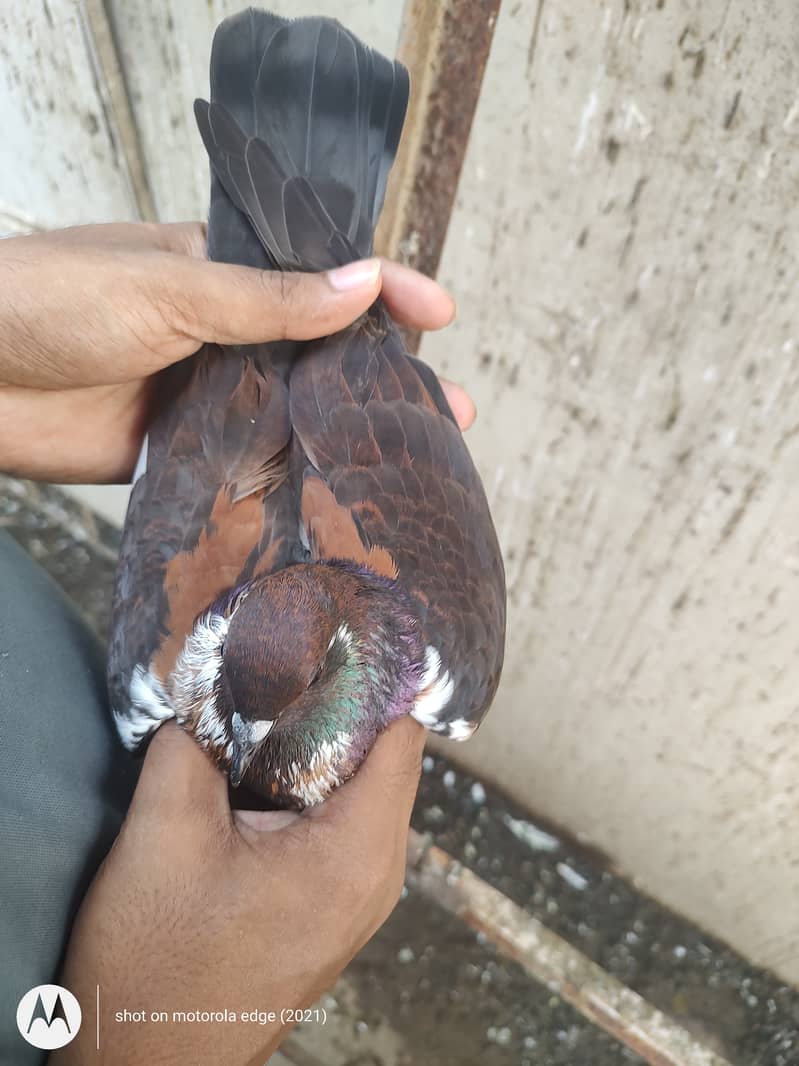 Pigeon khal for sale 12