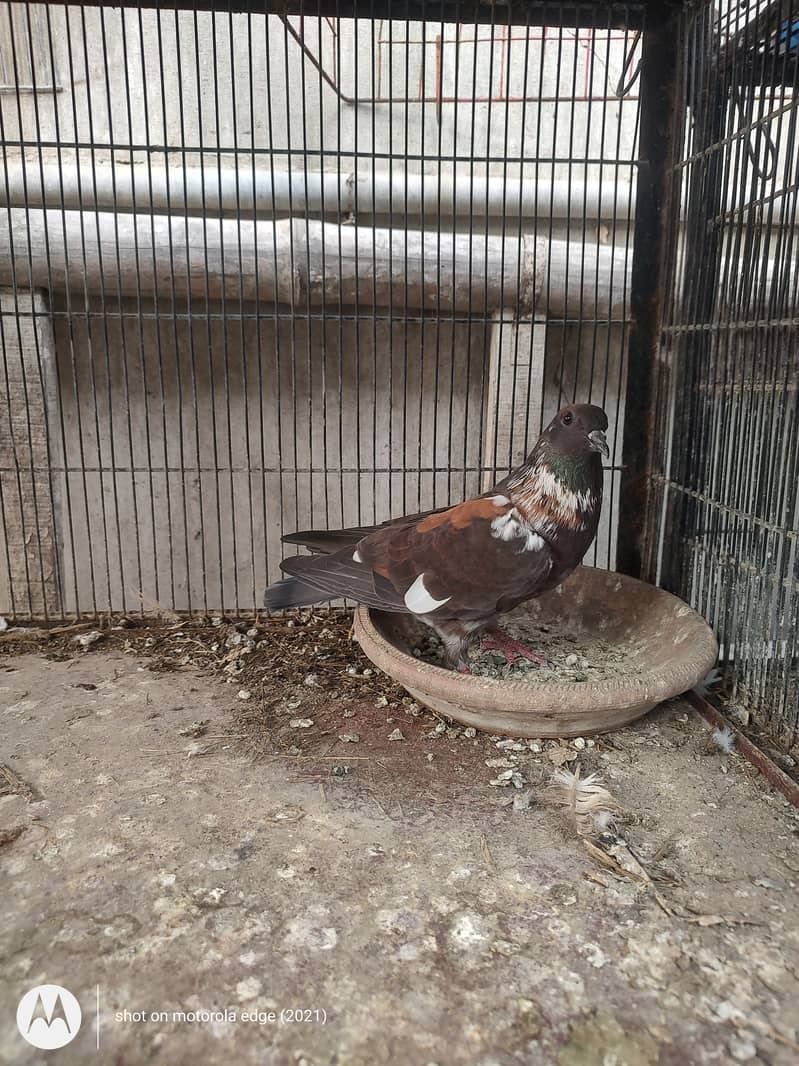 Pigeon khal for sale 13