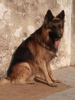 German Shepherd long hair pedigree male available for Stud/Cross