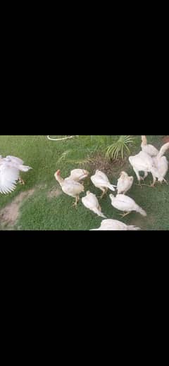 Paper white Heera breed 0