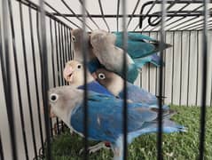 Ready to breed blue fisher split opaline lovebird parrot ficher opline