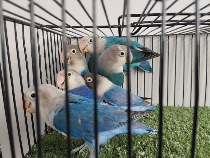 Ready to breed blue fisher split opaline lovebird parrot ficher opline 1