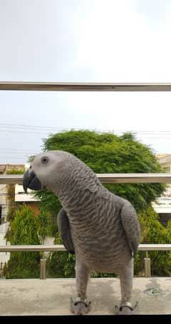 African grey parrot