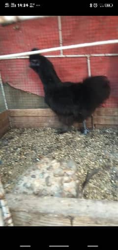 black silky pair available age 6 months