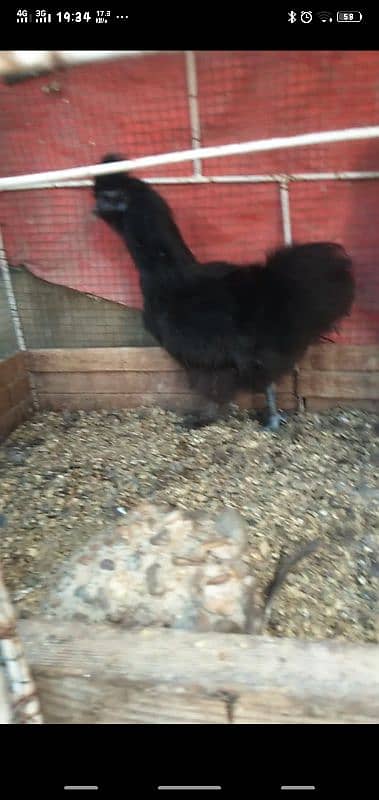 black silky pair available age 6 months 0