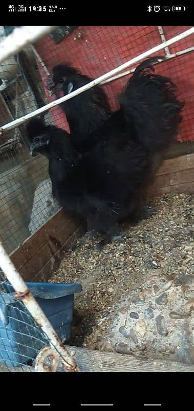 black silky pair available age 6 months 1