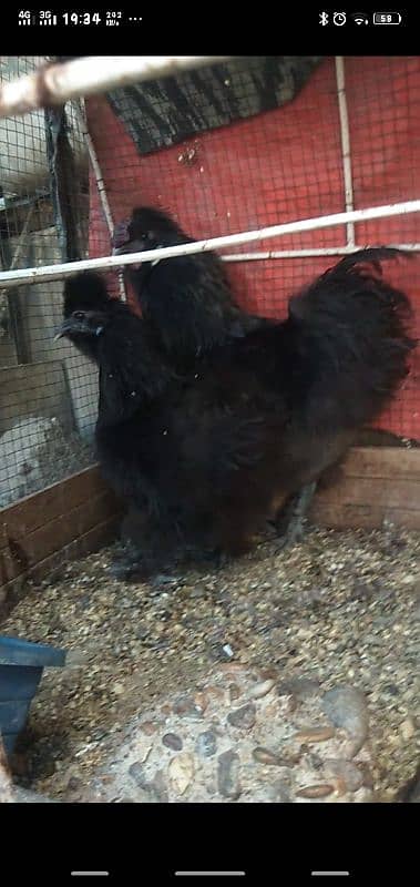 black silky pair available age 6 months 2