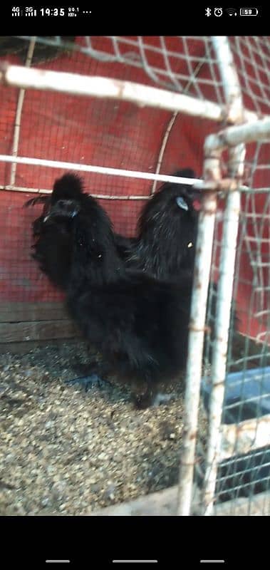 black silky pair available age 6 months 3