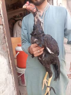 Pure Aseel Rooster(murgha) 1 Black & 1 Red   03044975998 & 03224067761