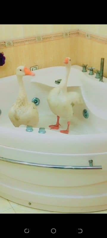 long neck ducks 3