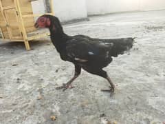 Black Aseel Hen