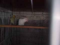 love birds ready to breed with good condition Cage