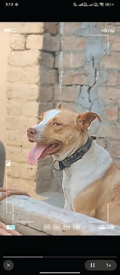 Pitbull female cross breed 0