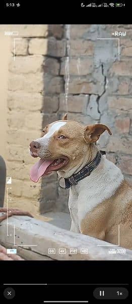 Pitbull female cross breed 1