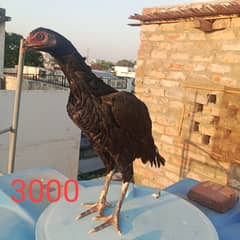 Aseel hens And cock setup for sale