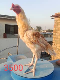 Aseel hens And cock setup for sale