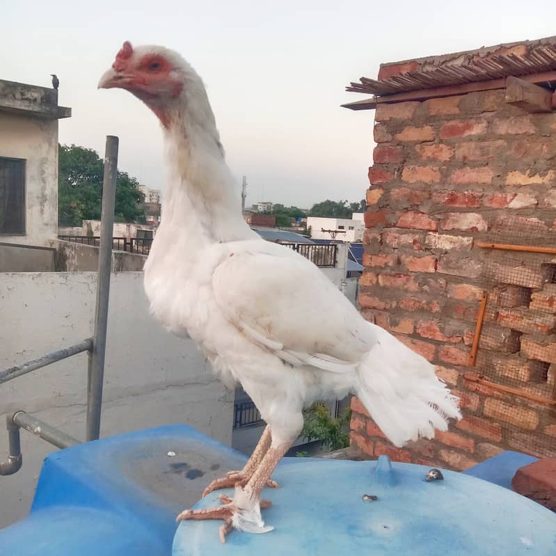 Aseel hens And cock setup for sale 2