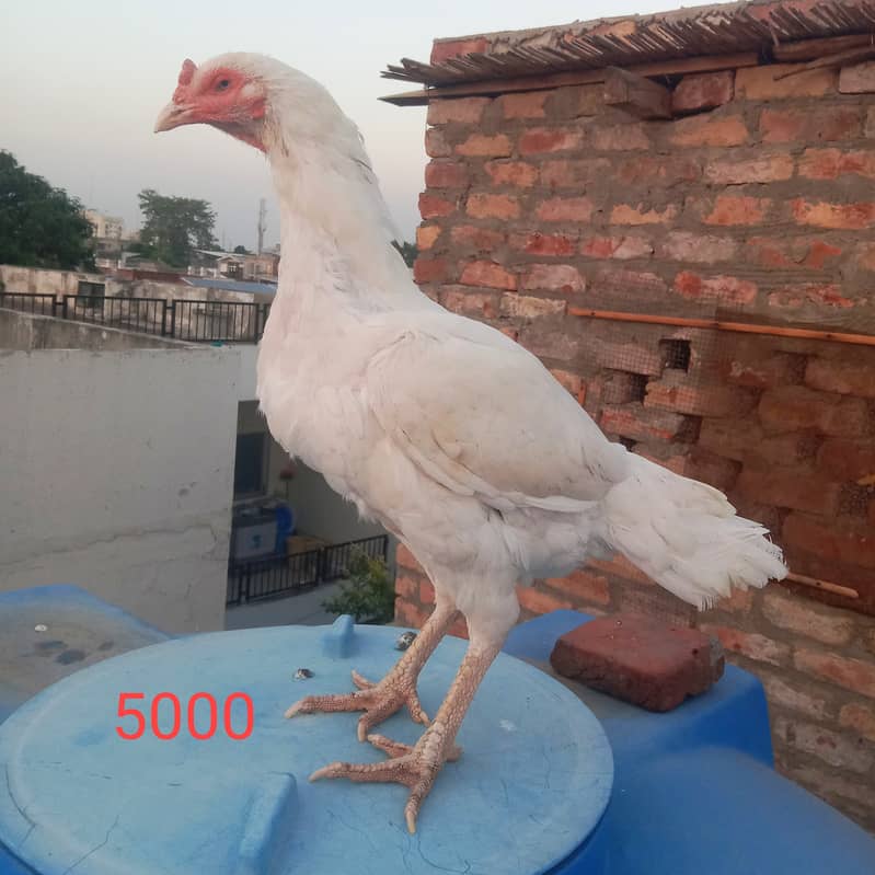 Aseel hens And cock setup for sale 3