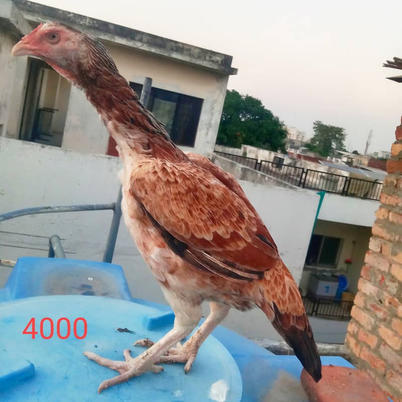 Aseel hens And cock setup for sale 4