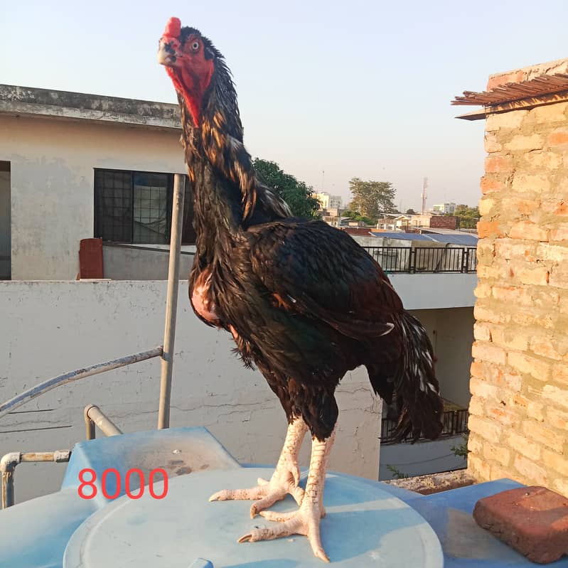 Aseel hens And cock setup for sale 5