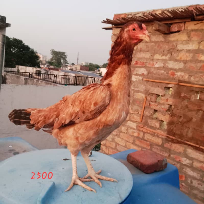 Aseel hens And cock setup for sale 6