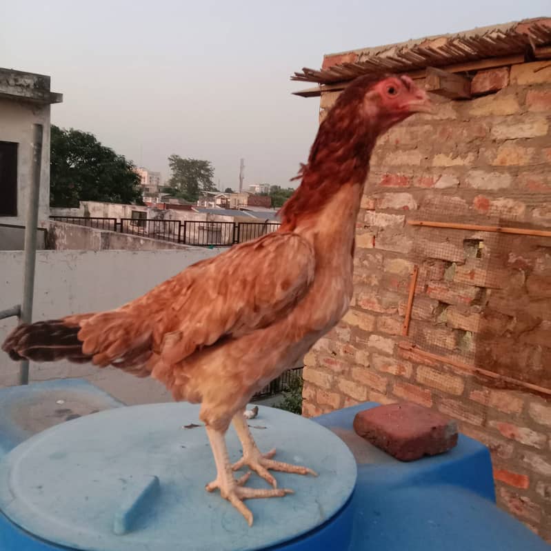 Aseel hens And cock setup for sale 7